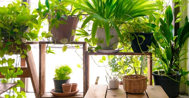 4 Air Purifying Plants that Help You Get Rid of Toxic Air Pollutants