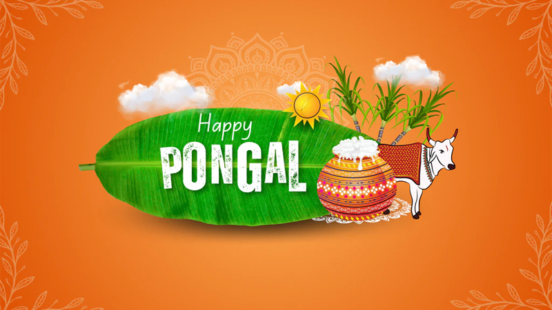 Pongal Festival 2026: Date, History, Significance & Celebration